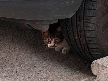 Kedi sokakta oturuyor.