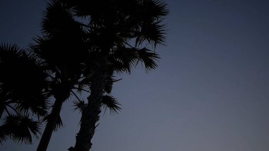 Şehirdeki bir adamın silueti.