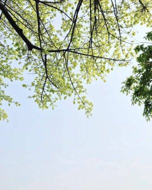 Ormanda yeşil yapraklar