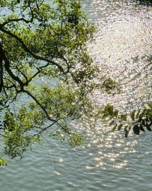 Parktaki nehrin güzel manzarası