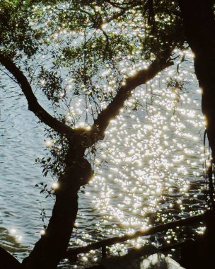 Ormandaki nehrin güzel manzarası