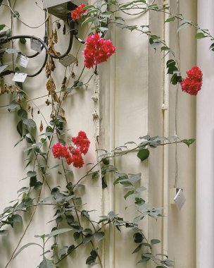 Bahçedeki güzel çiçekler