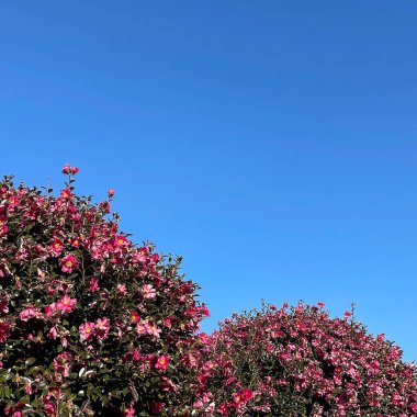 Bahçedeki güzel çiçekler