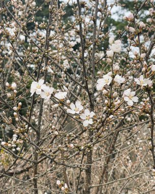 Bahçede güzel bahar çiçekleri