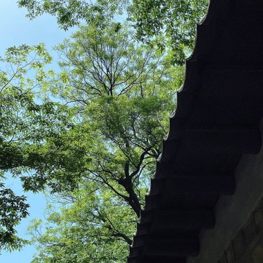 Ormanın güzel manzarası