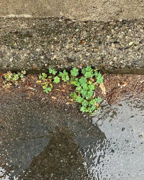 yeşil yapraklar ve su damlaları yere düşer