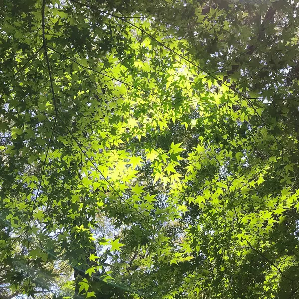 Ormanda güzel yeşil yapraklar