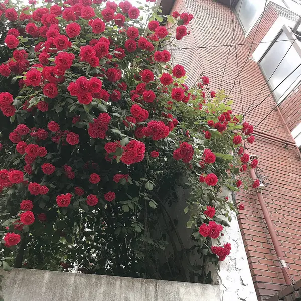 Güzel botanik fotoğrafı, doğal duvar kağıdı.