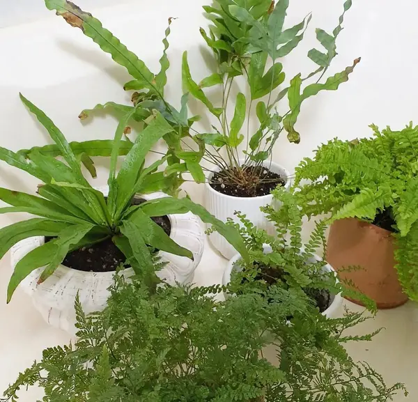 Tencerede yeşil bitkiler