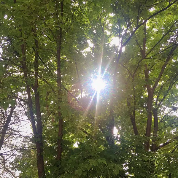 Ormanda güzel yeşil yapraklar