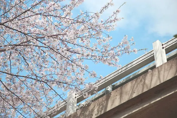 İlkbaharda güzel kiraz çiçekleri