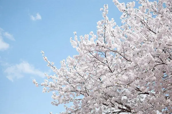 Bahçede güzel bahar çiçekleri