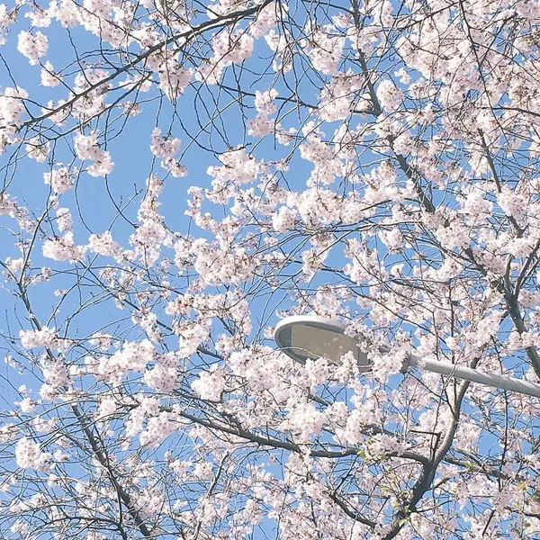 Bahçede güzel bahar çiçekleri