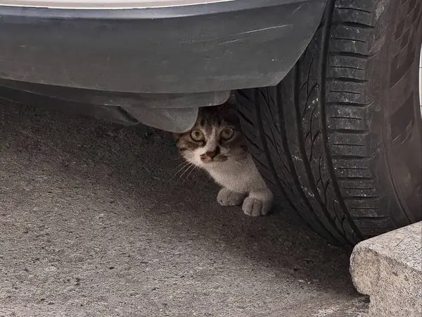 Kedi yerde oturuyor.