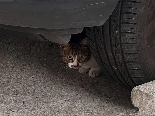 Kedi sokakta oturuyor.