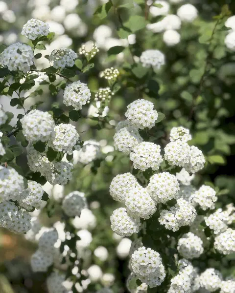 Bahçede beyaz çiçekler