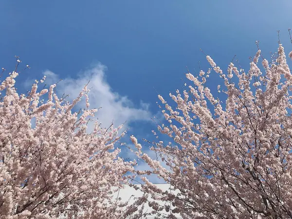 Mavi gökyüzünün arka planında güzel bahar çiçekleri