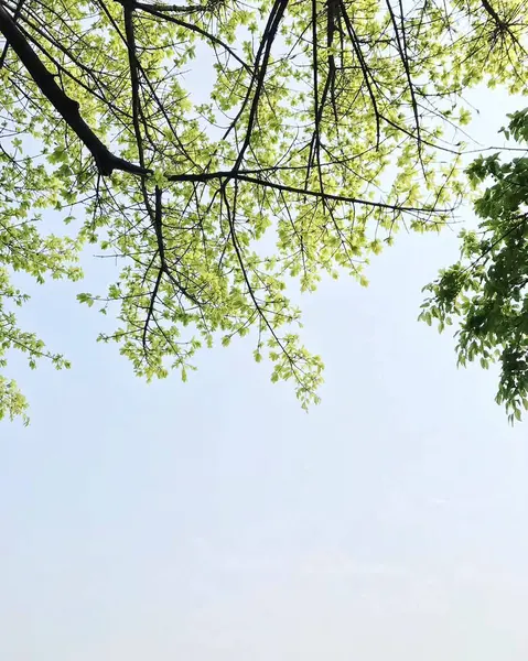 Ormanda yeşil yapraklar