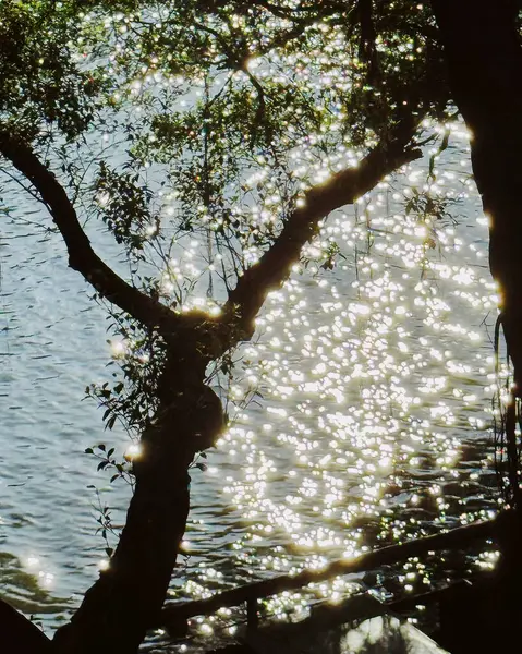 Ormandaki nehrin güzel manzarası