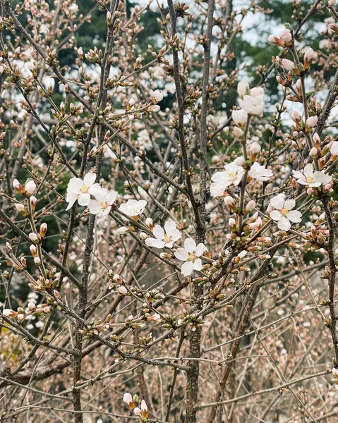 Bahçede güzel bahar çiçekleri