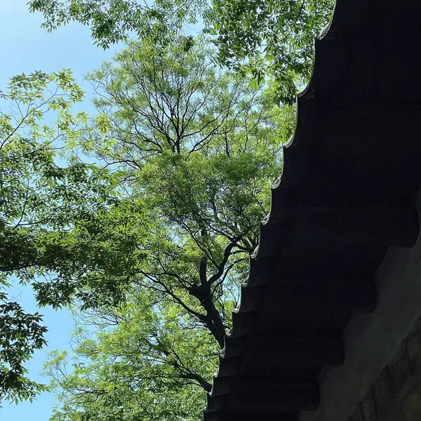 Ormanın güzel manzarası