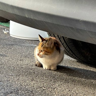 Kedi sokakta oturuyor.