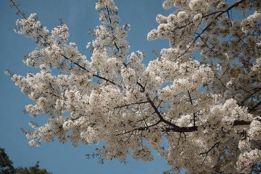 Kiraz ağacı çiçeği bahar