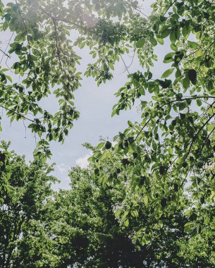 Parktaki ağaçların yeşil yaprakları