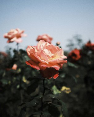 Bahçedeki güzel kırmızı gül