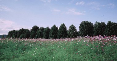 Tarladaki güzel çiçekler
