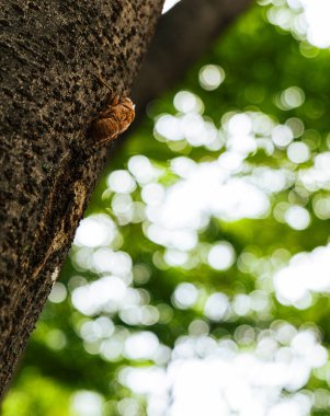 Ağacı yakın çekim