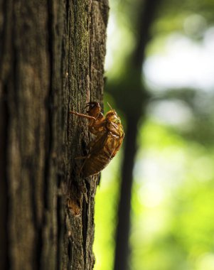 Ağaçtaki kahverengi ağaç böceği