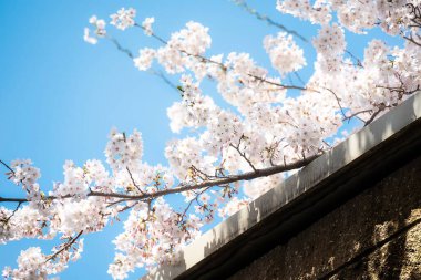 bahçede ağaç üzerinde güzel çiçekler