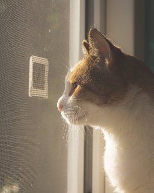 Pencerenin kenarında oturan sevimli kedi..