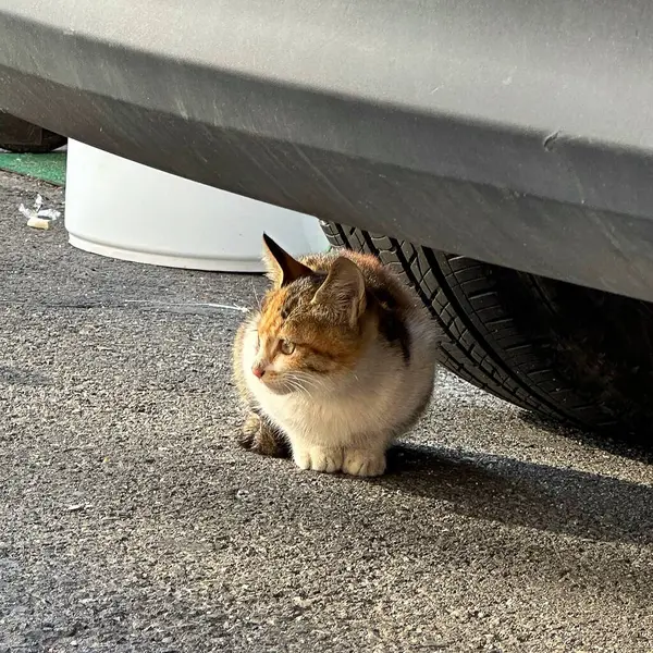 Kedi sokakta oturuyor.