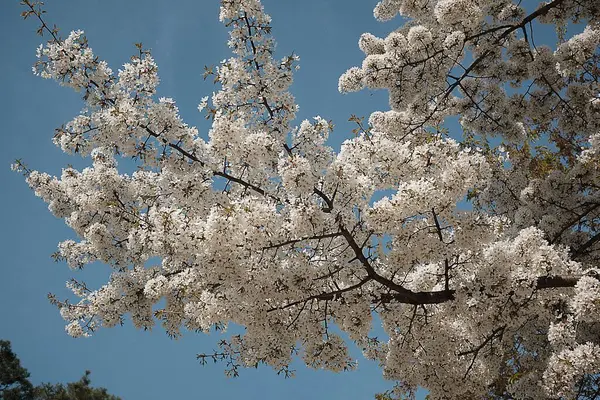 Kiraz ağacı çiçeği bahar