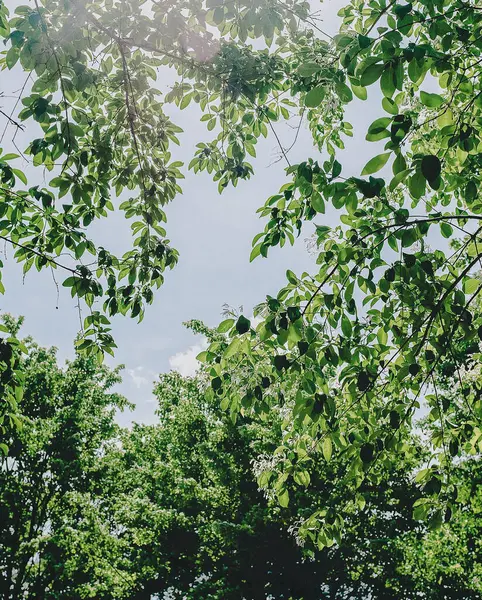 Parktaki ağaçların yeşil yaprakları