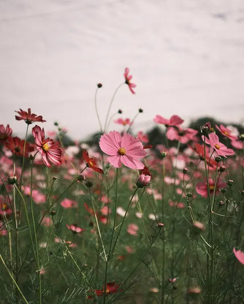 Bahçede kozmos çiçekleri