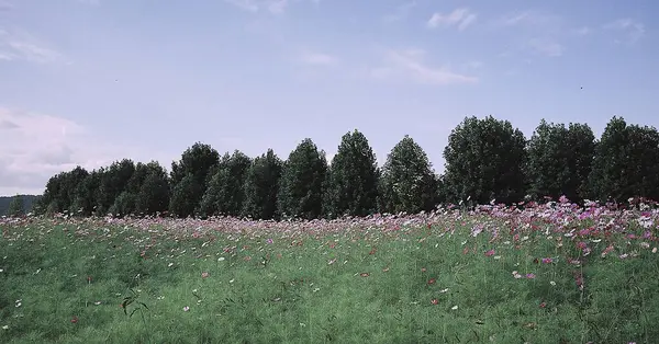 Tarladaki güzel çiçekler