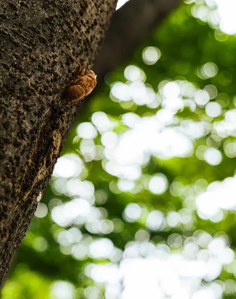 Ağacı yakın çekim