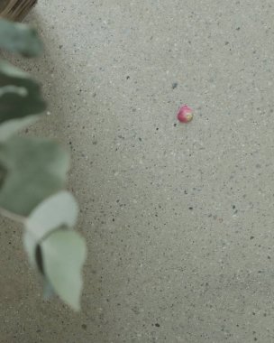 pembe ve beyaz çiçekler