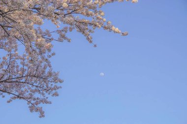 Ağaçtaki güzel bahar çiçekleri
