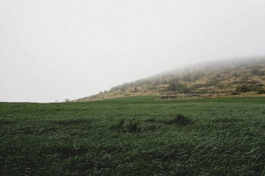 Ormanda bir ağacı olan güzel bir manzara.