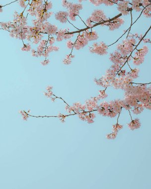 Ormanda güzel çiçekler