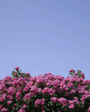 Bahçedeki güzel çiçekler