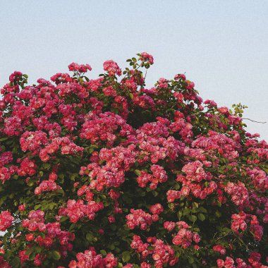 Güzel botanik fotoğrafı, doğal duvar kağıdı.