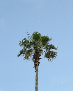 Beyaz arkaplanda palmiye dalları