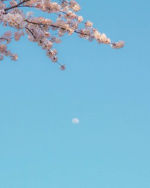 ağaç dalı gökyüzünde