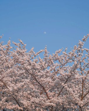 Japonya 'da kiraz çiçeği