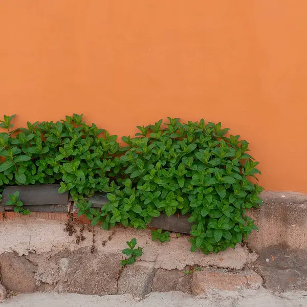 turuncu ve kırmızı tuğla duvar